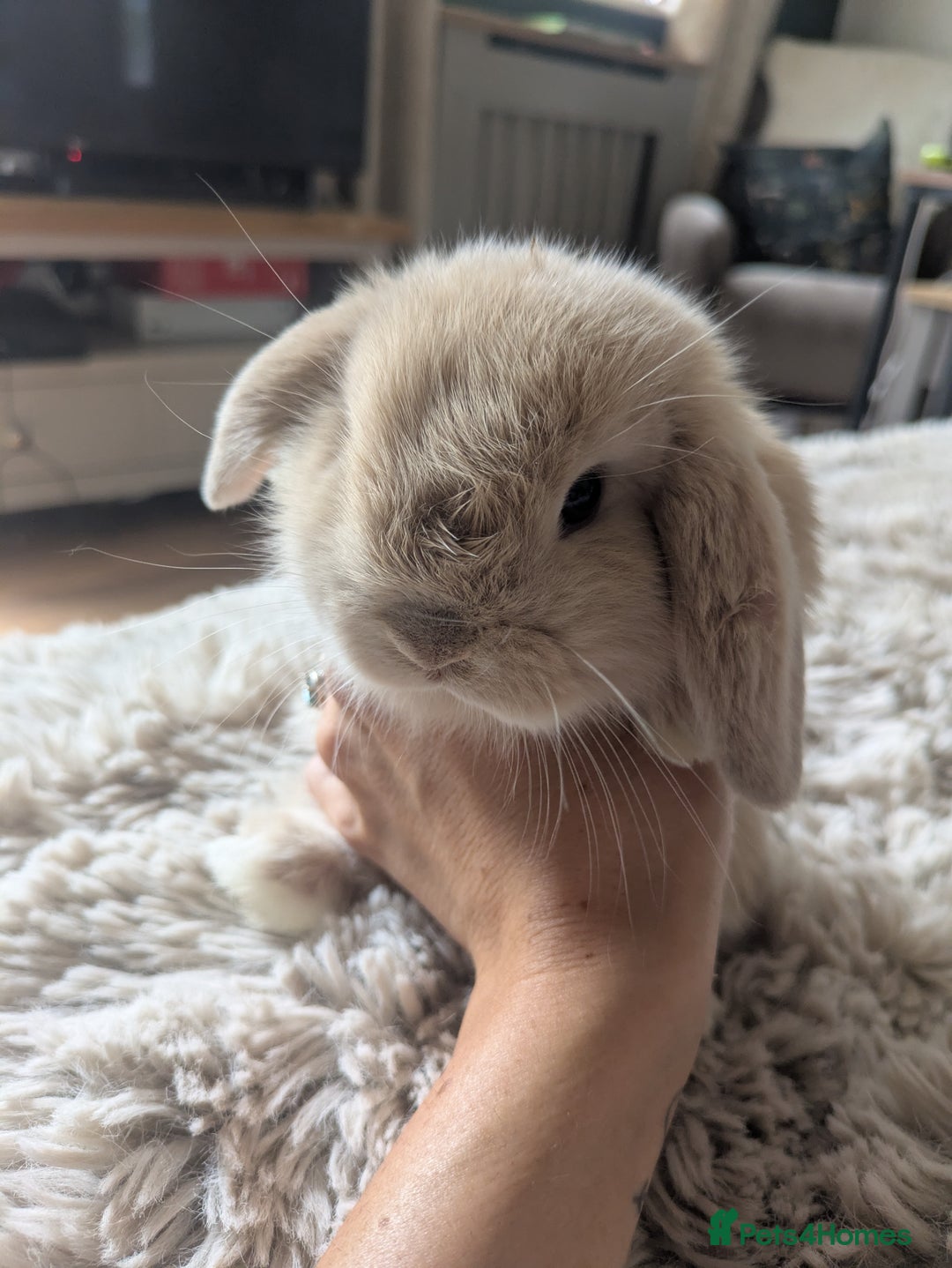 Mini Lop rabbits for sale: Mini Lop Rabbits – 3 Friendly Boys - Image 9