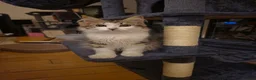 Siberian cats for sale: Special needs Siberian Kitten needs a loving home - Advert 4