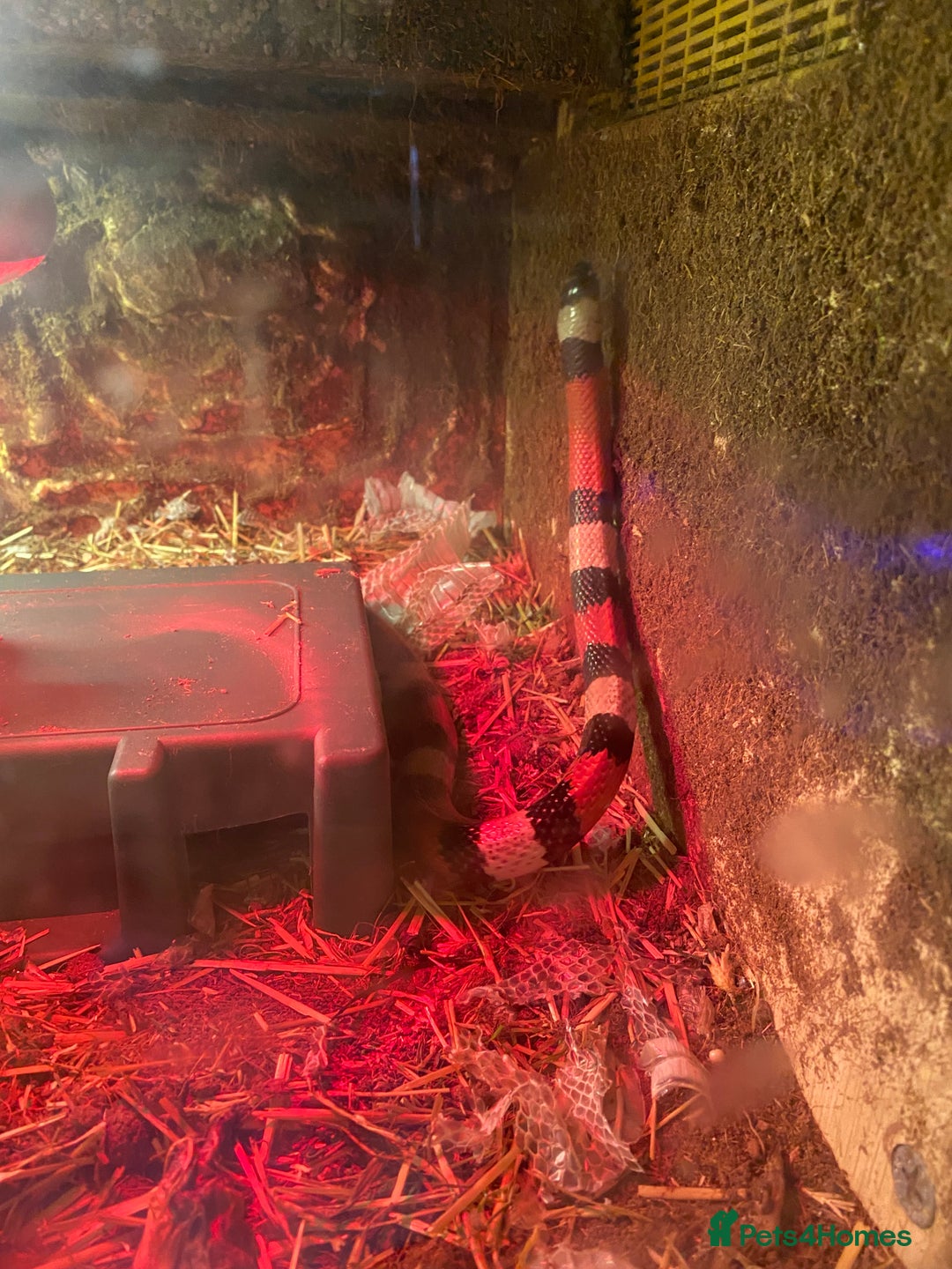 Milk Snake reptiles for sale: Pueblem milk snake  - Image 5