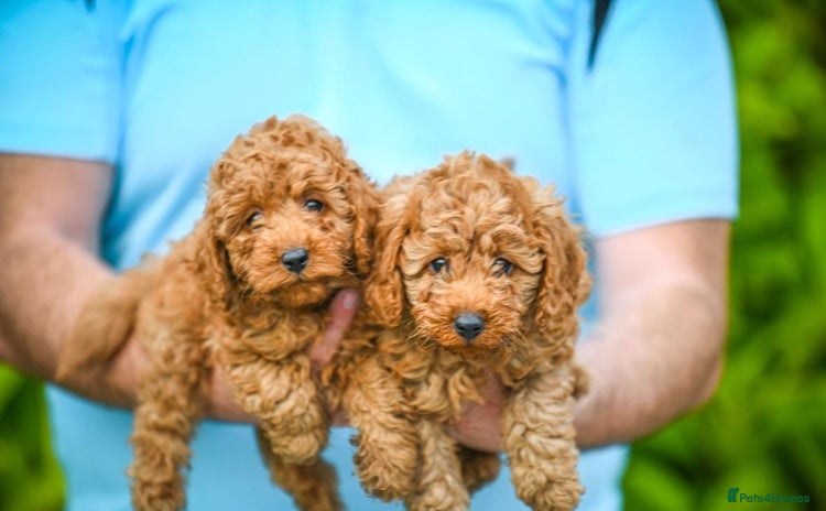 Cavapoo dogs - Advert 16