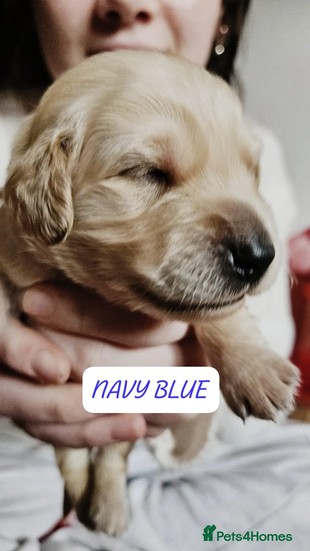 Goldendoodle dogs for sale: F1B Goldendoodle puppies for sale - Advert 3