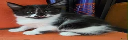 Mixed Breed cats for sale: Kittens - Advert 7