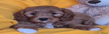 Cavapoo 4