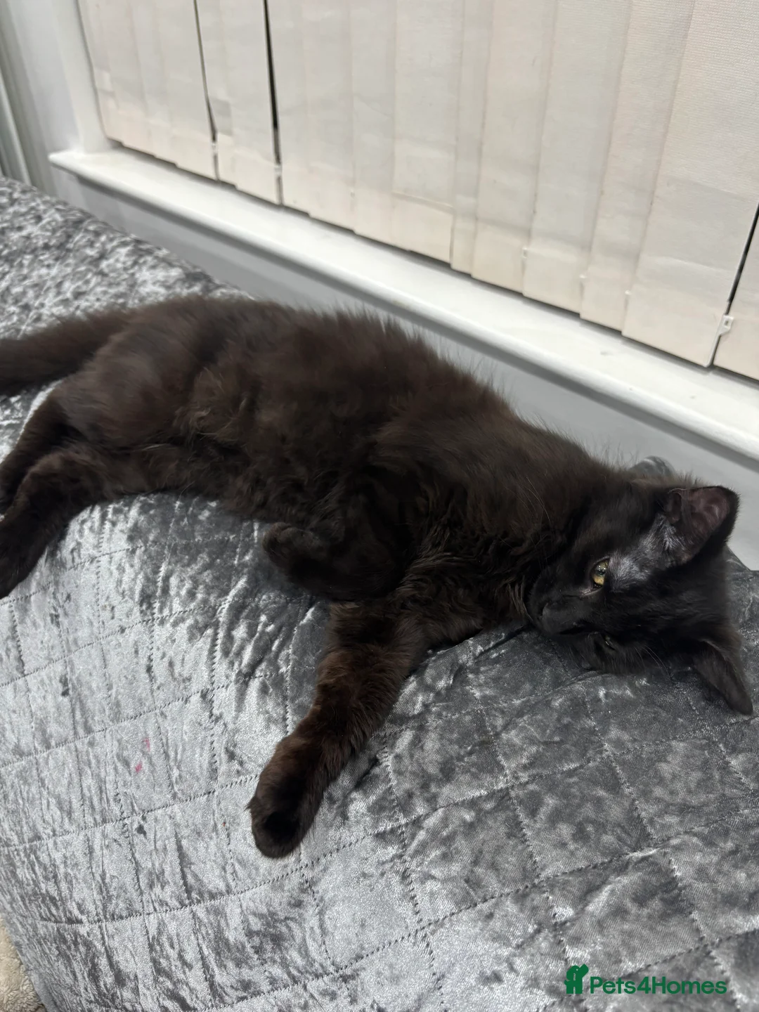 Mixed Breed cats for sale: Maine coone mixed breed - Advert 4