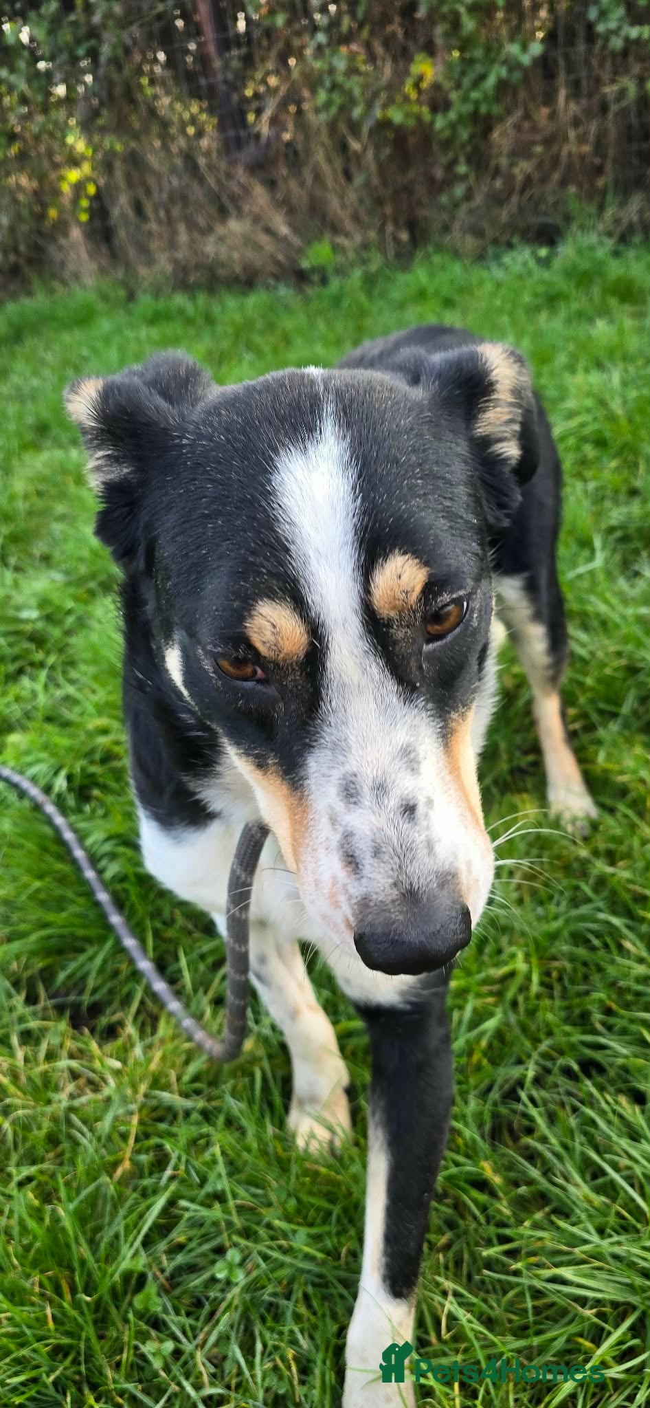 Mixed Breed dogs TOMMY - Advert 13