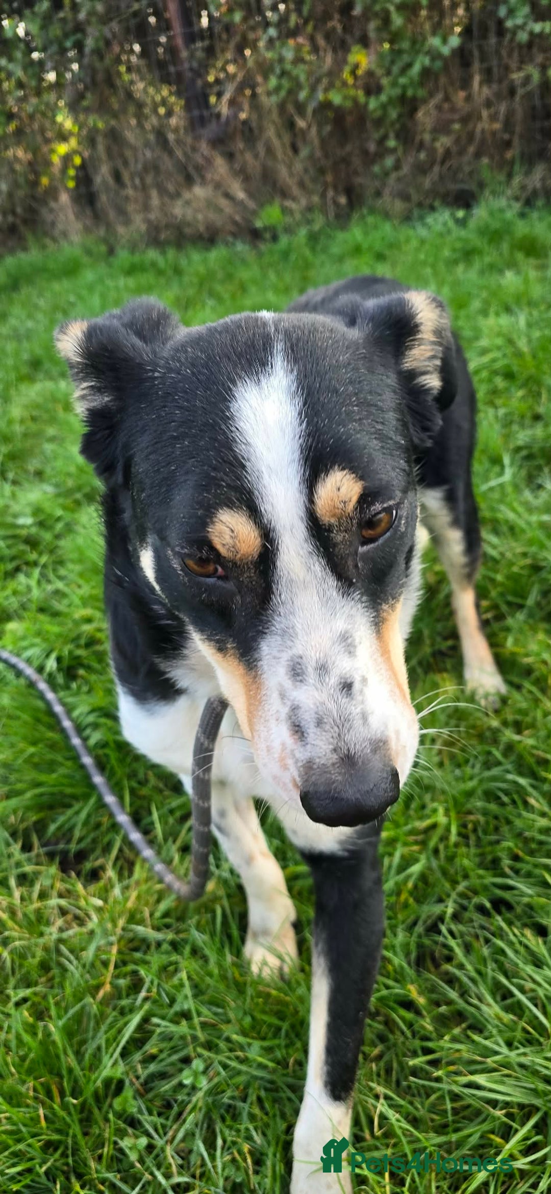 Mixed Breed dogs for adoption: TOMMY - Advert 15