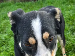 Mixed Breed dogs TOMMY - Advert 13