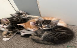 British Shorthair cats for sale: Kittens for sale  - Image 13