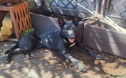 Mixed Breed dogs for sale: Malinois x dutch herder  - Image 1