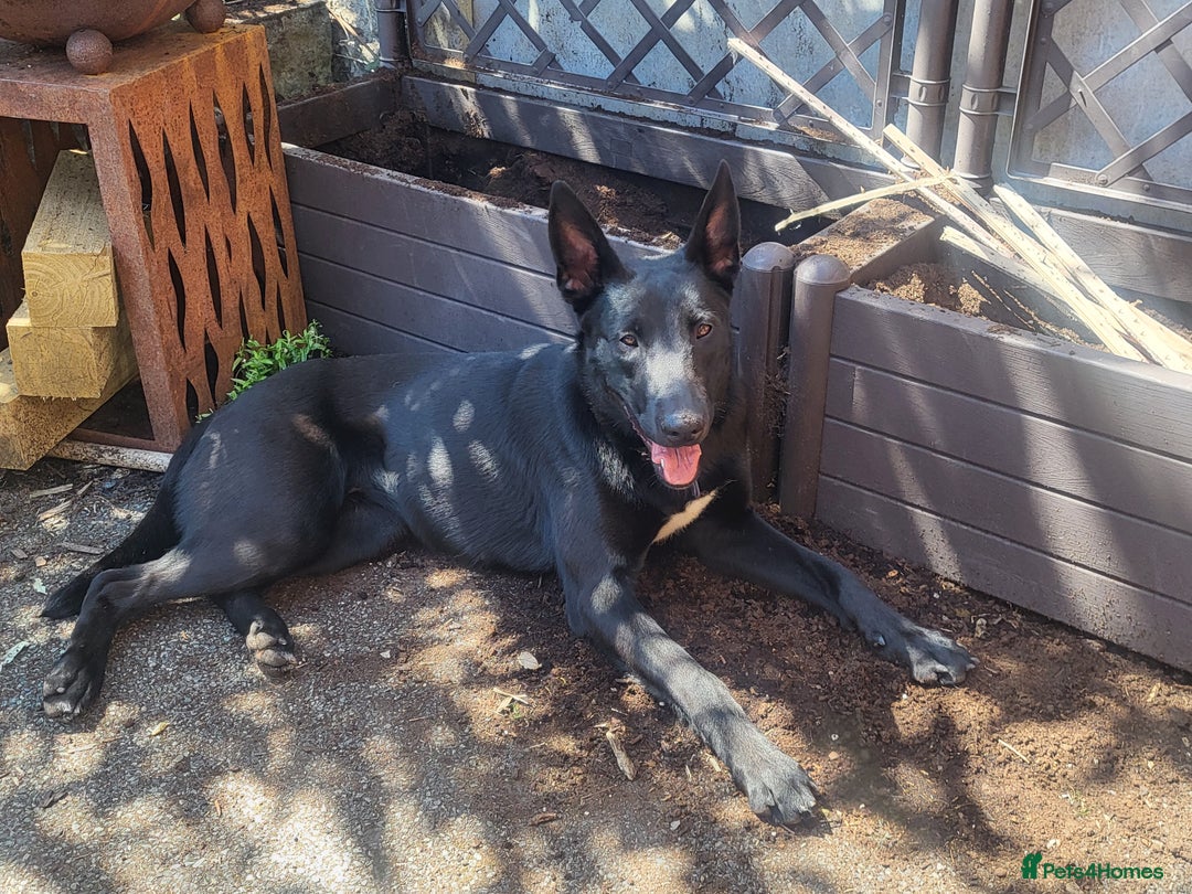 Mixed Breed dogs for sale: Malinois x dutch herder  - Image 1