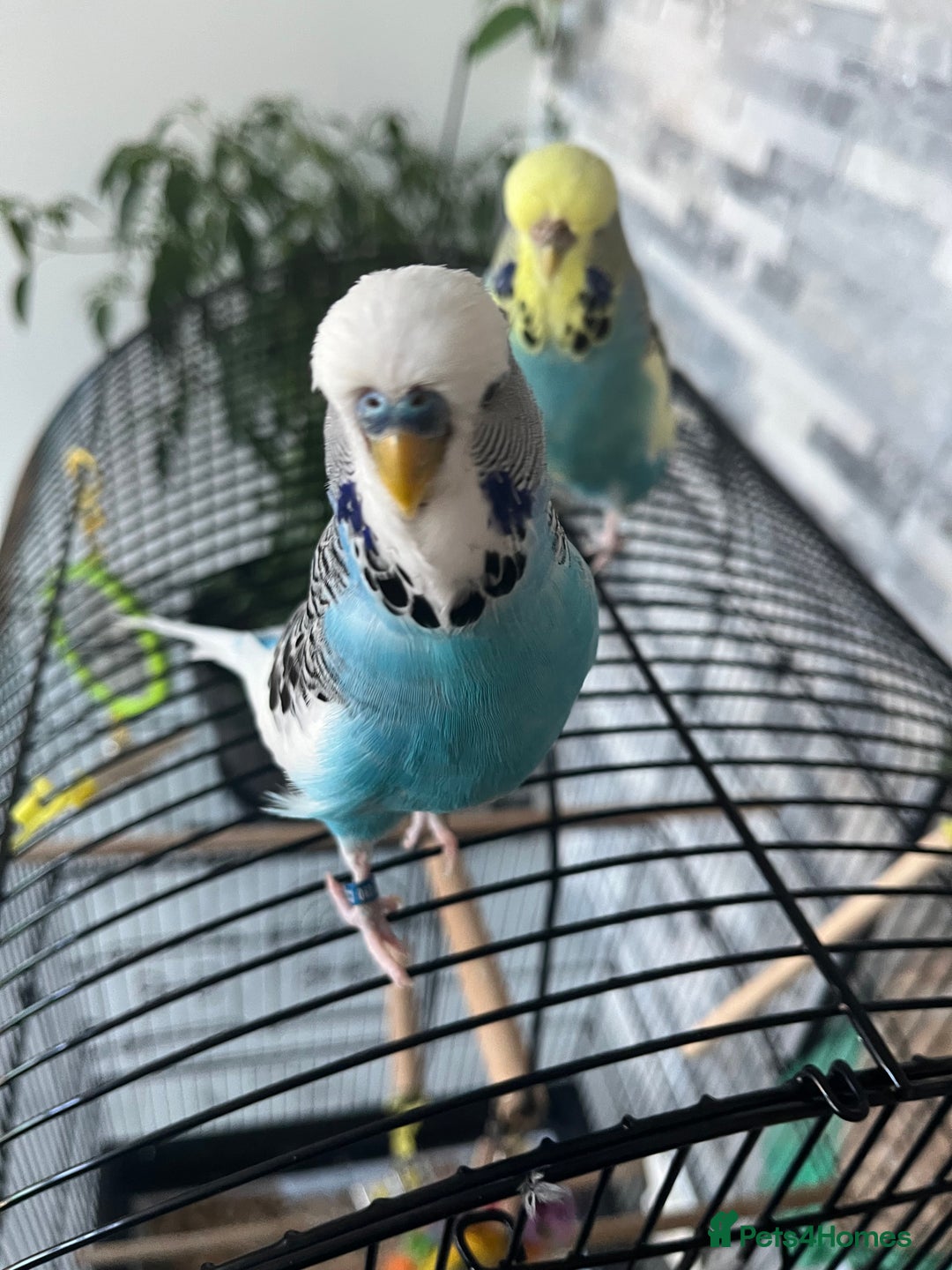 Budgerigars birds for sale: Four beautiful budgies🩵 comes with a cage - Advert 10