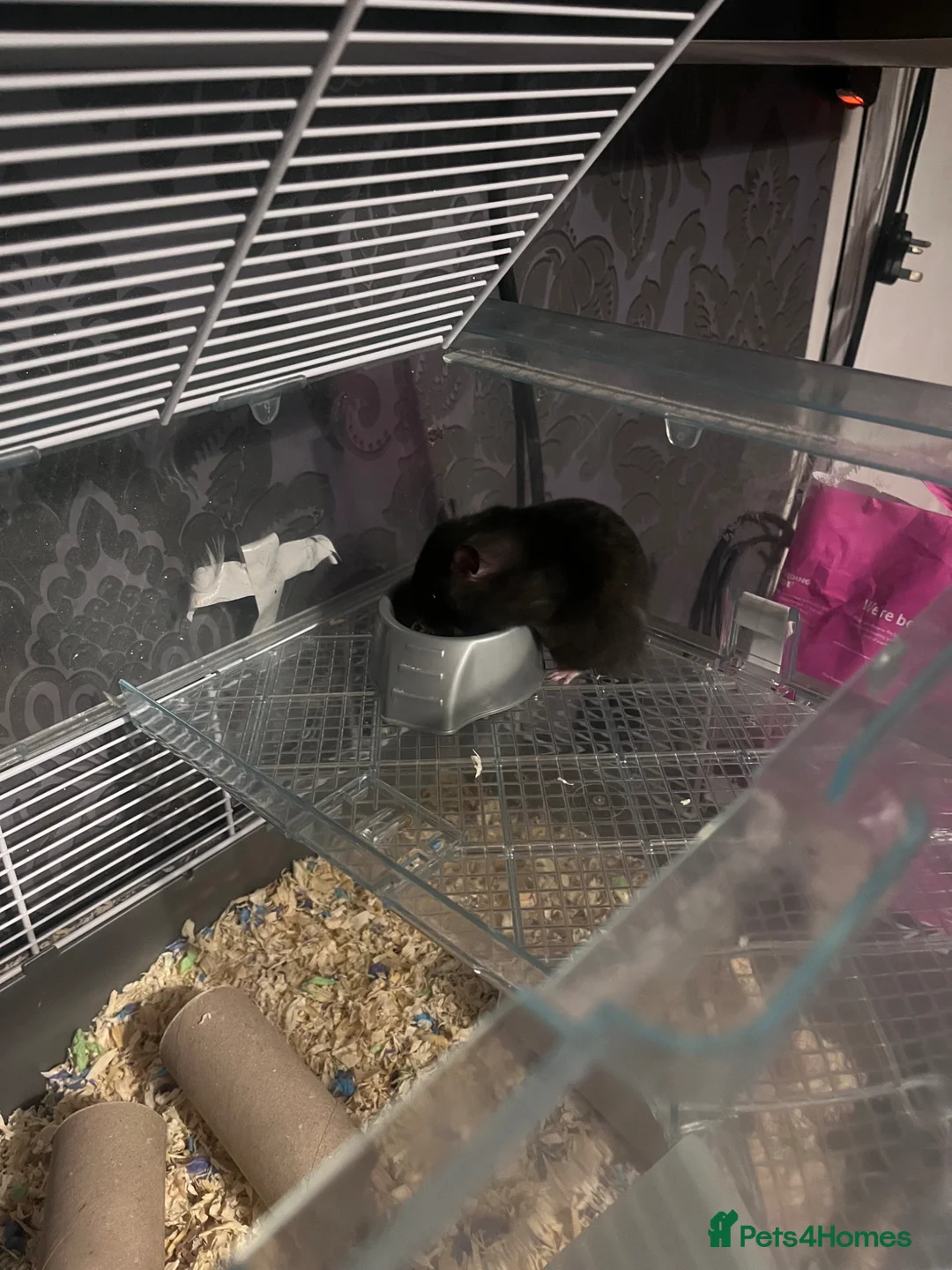 Hamster rodents for sale: syrian hamster  in Stoke-on-Trent - Advert 5