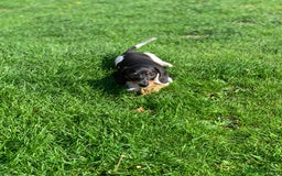 Miniature Dachshund dogs for sale: Beautiful mini daxi puppies pra clear READY NOW - Image 17