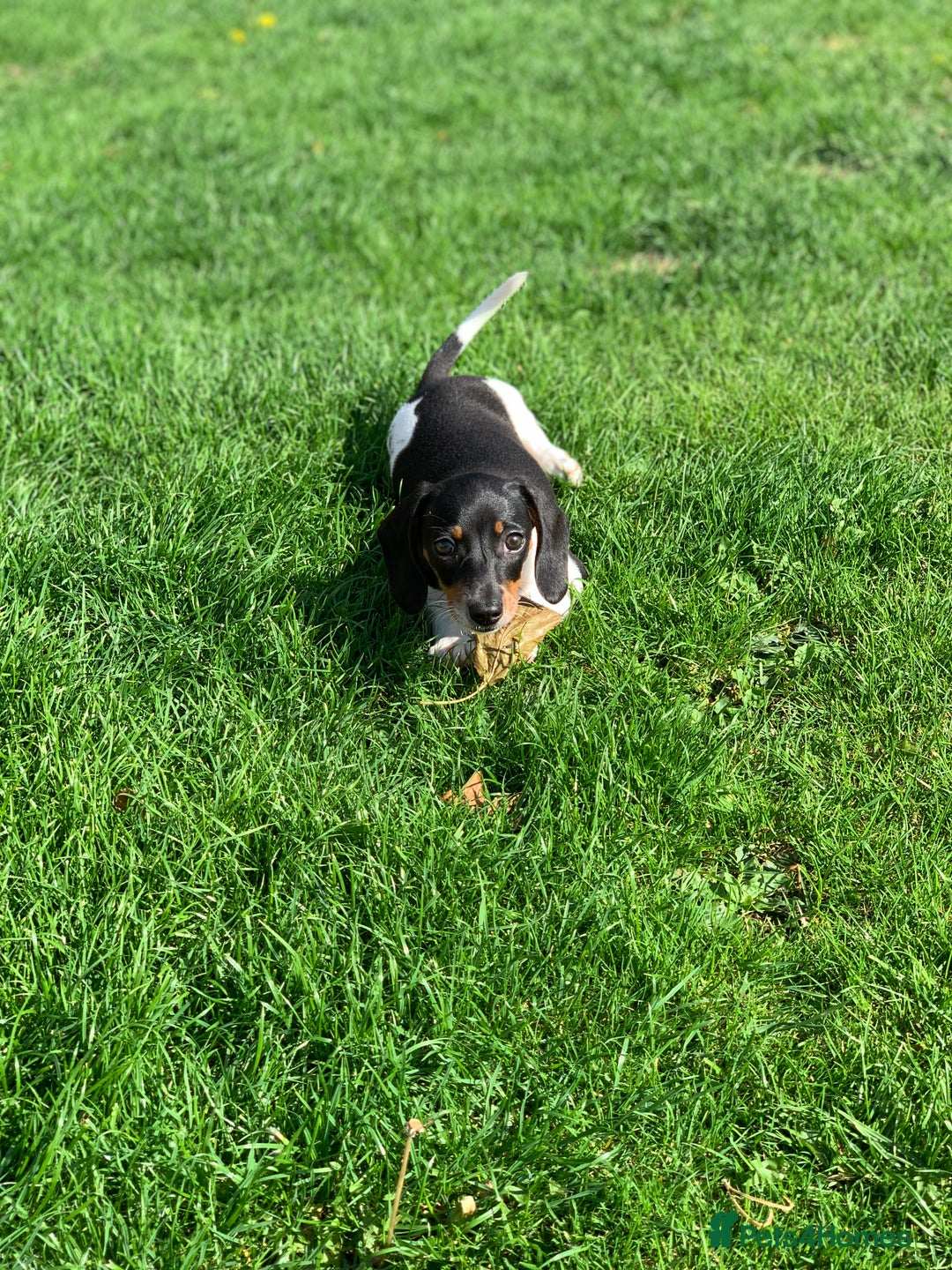 Miniature Dachshund dogs for sale: Beautiful mini daxi puppies pra clear READY NOW - Image 17