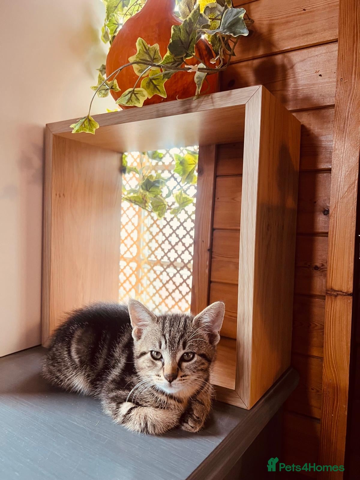 Mixed Breed cats Beautiful kittens available  - Advert 2