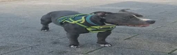 Staffordshire Bull Terrier dogs for sale: Male blue staffy  - Advert 9