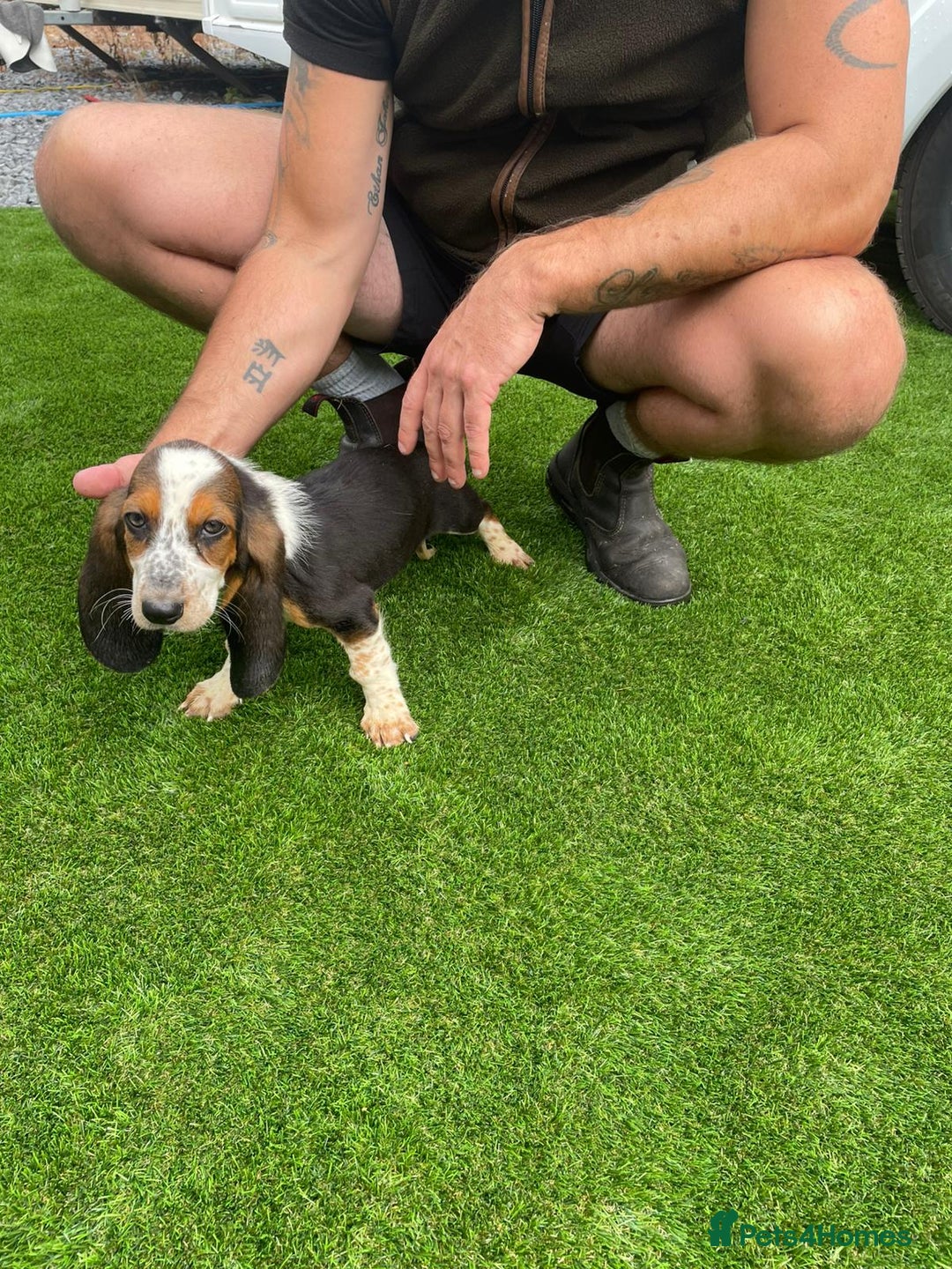 Basset Hound dogs for sale: Basset hound puppies for sale - Image 15