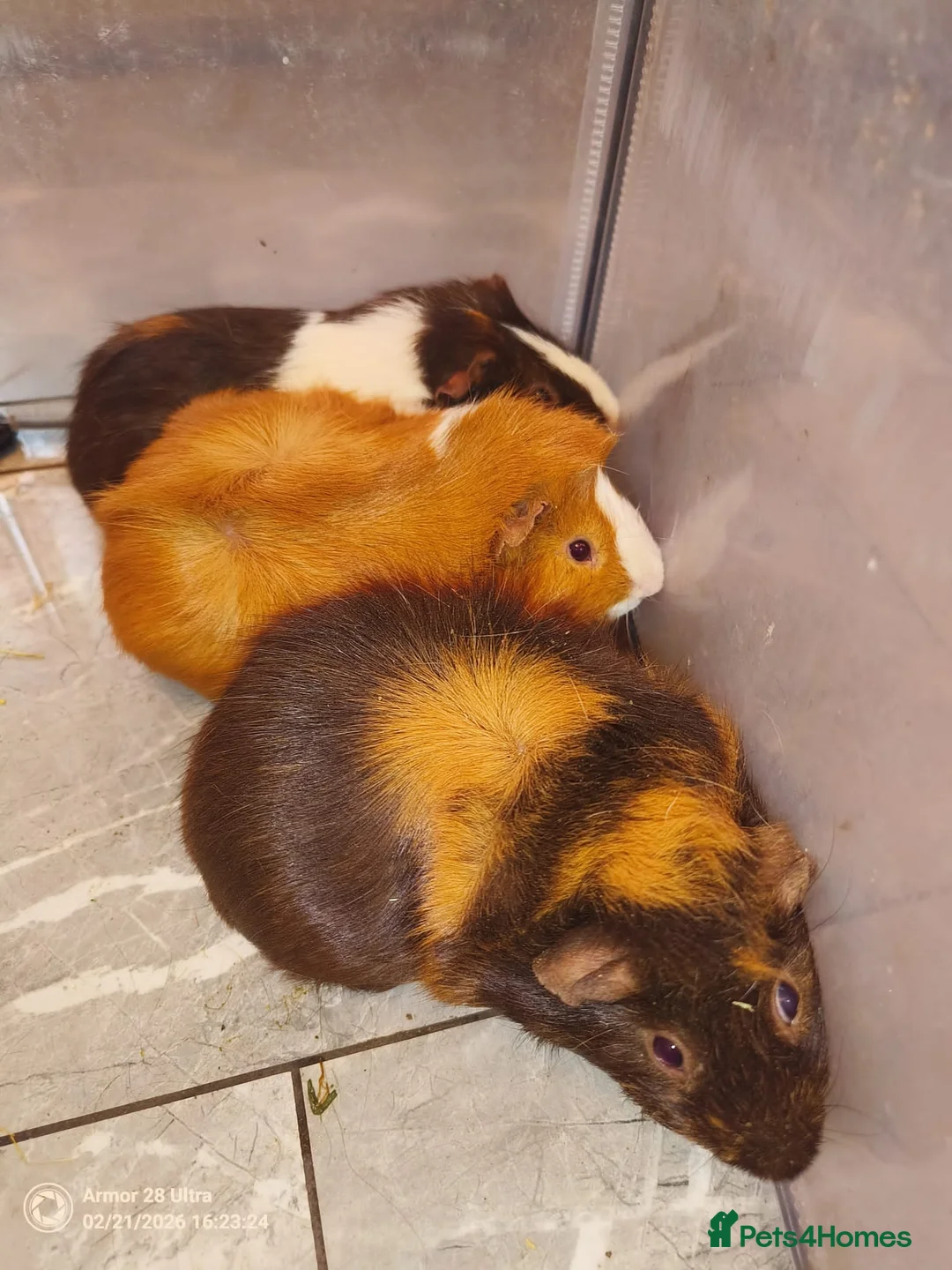 Guinea Pig rodents for sale: A very sad rehoming due to relocation no pets - Advert 1