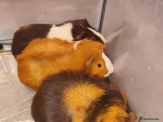 Guinea Pig rodents A very sad rehoming due to relocation no pets - Advert 1