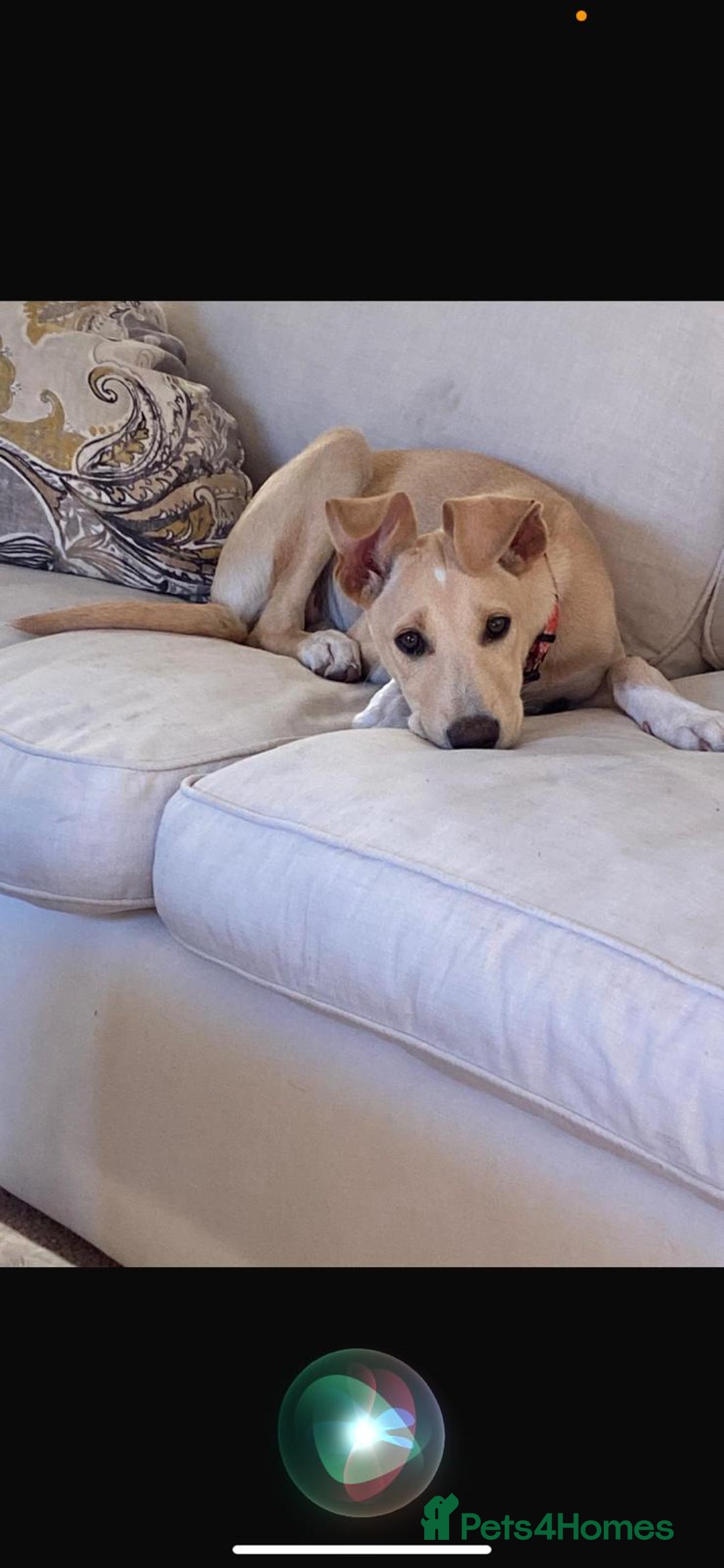 Mixed Breed dogs for adoption: Beautiful Blanca - Image 3