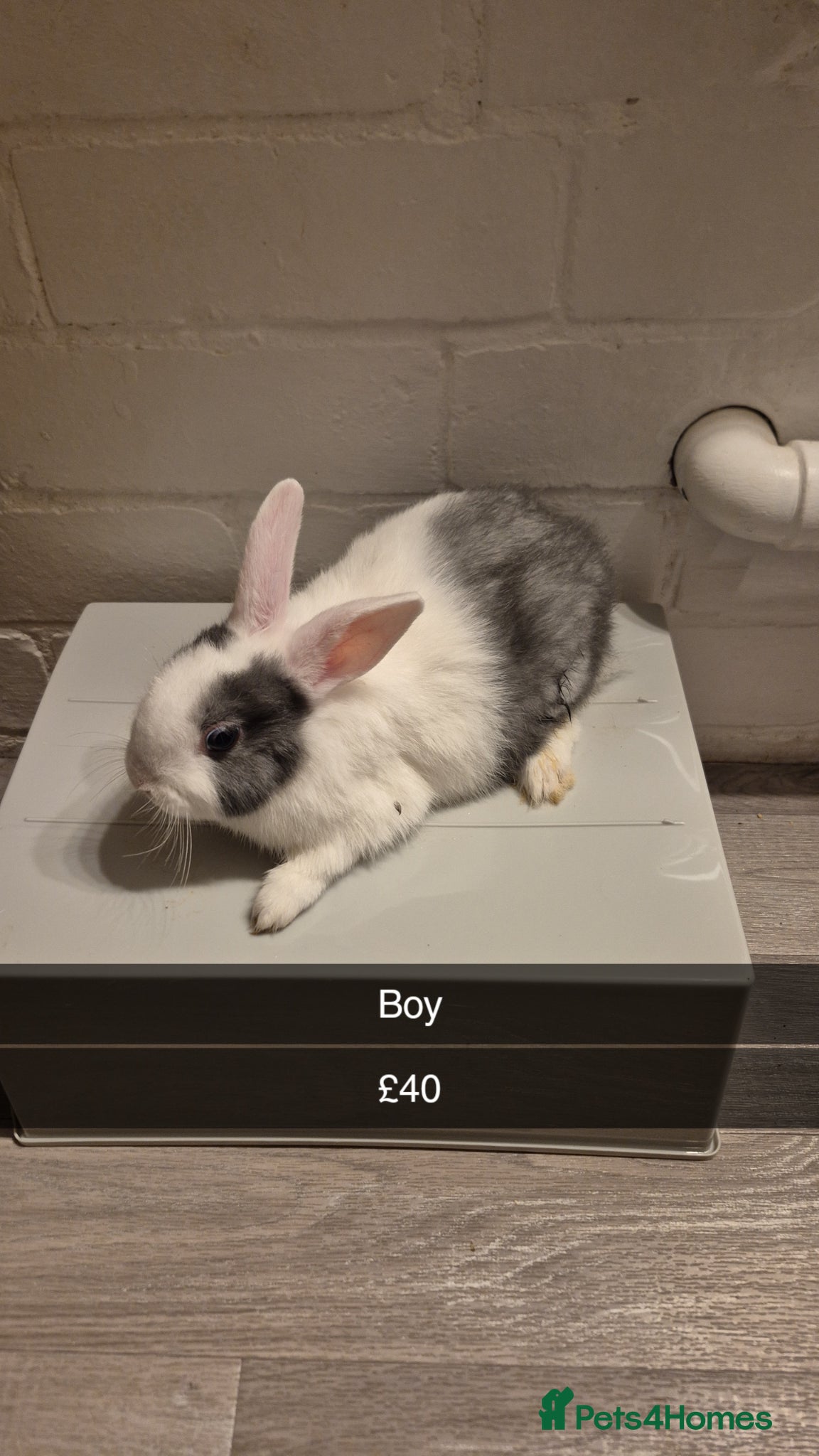 Lionhead rabbits Lionhead Baby Rabbits 8 weeks (Friendly) - Advert 3
