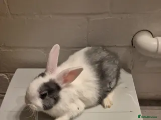 Lionhead rabbits Lionhead Baby Rabbits 8 weeks (Friendly) - Advert 3