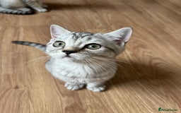 British Shorthair cats for sale: 5 Stunning British Shorthair - Image 28
