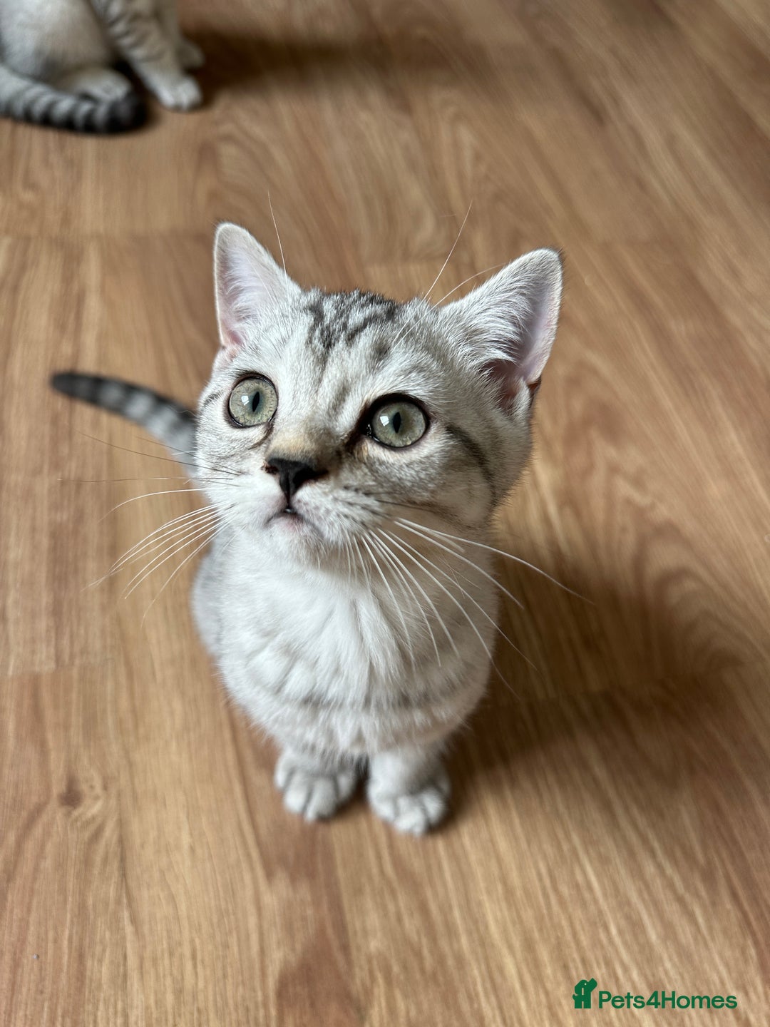 British Shorthair cats for sale: 5 Stunning British Shorthair - Image 28