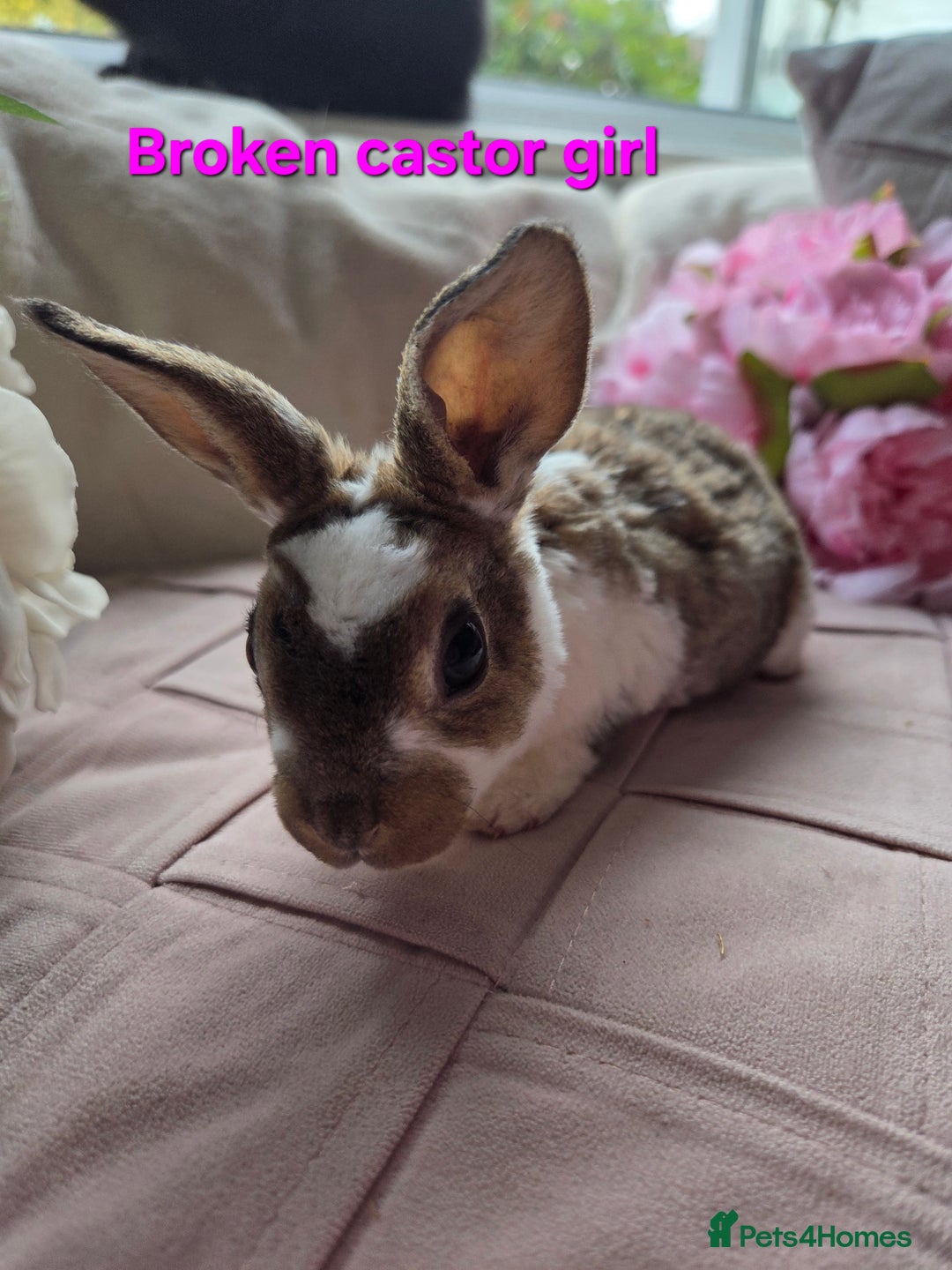 Rex rabbits for sale: 🐰 Beautiful mini rex babies 🐰 - Advert 16
