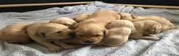Golden Retriever dogs for sale: KC Reg Dark Red Golden Retriever-100% DNA Tested - Advert 5