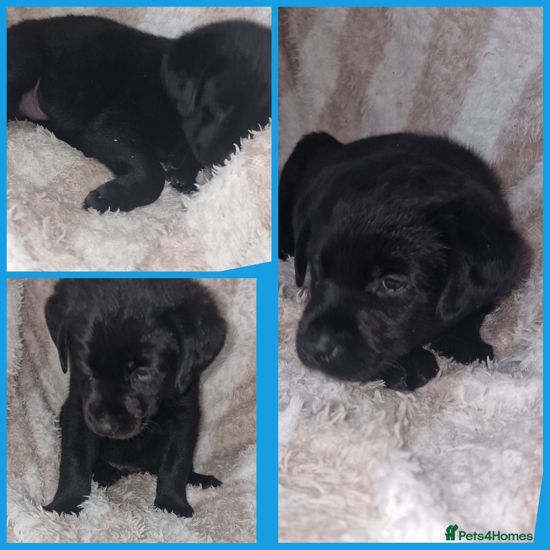 Mixed Breed dogs for sale: Rottador puppies for sale - Image 8