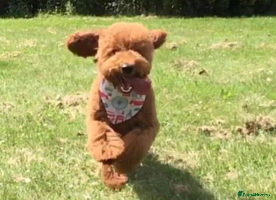 Cavapoo dogs for sale: Top Class Extensively tested F1b Toy Cavapoo pups - Image 20