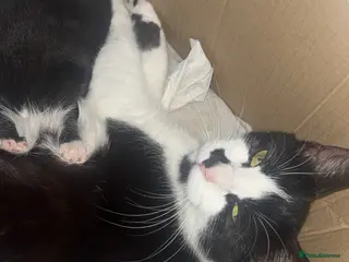 Mixed Breed cats mixed kittens for sale in Billericay - Advert 1