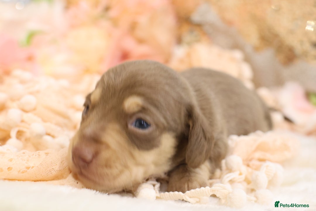 Miniature Dachshund dogs for sale: KC Miniature Dachshund Puppies - Advert 11