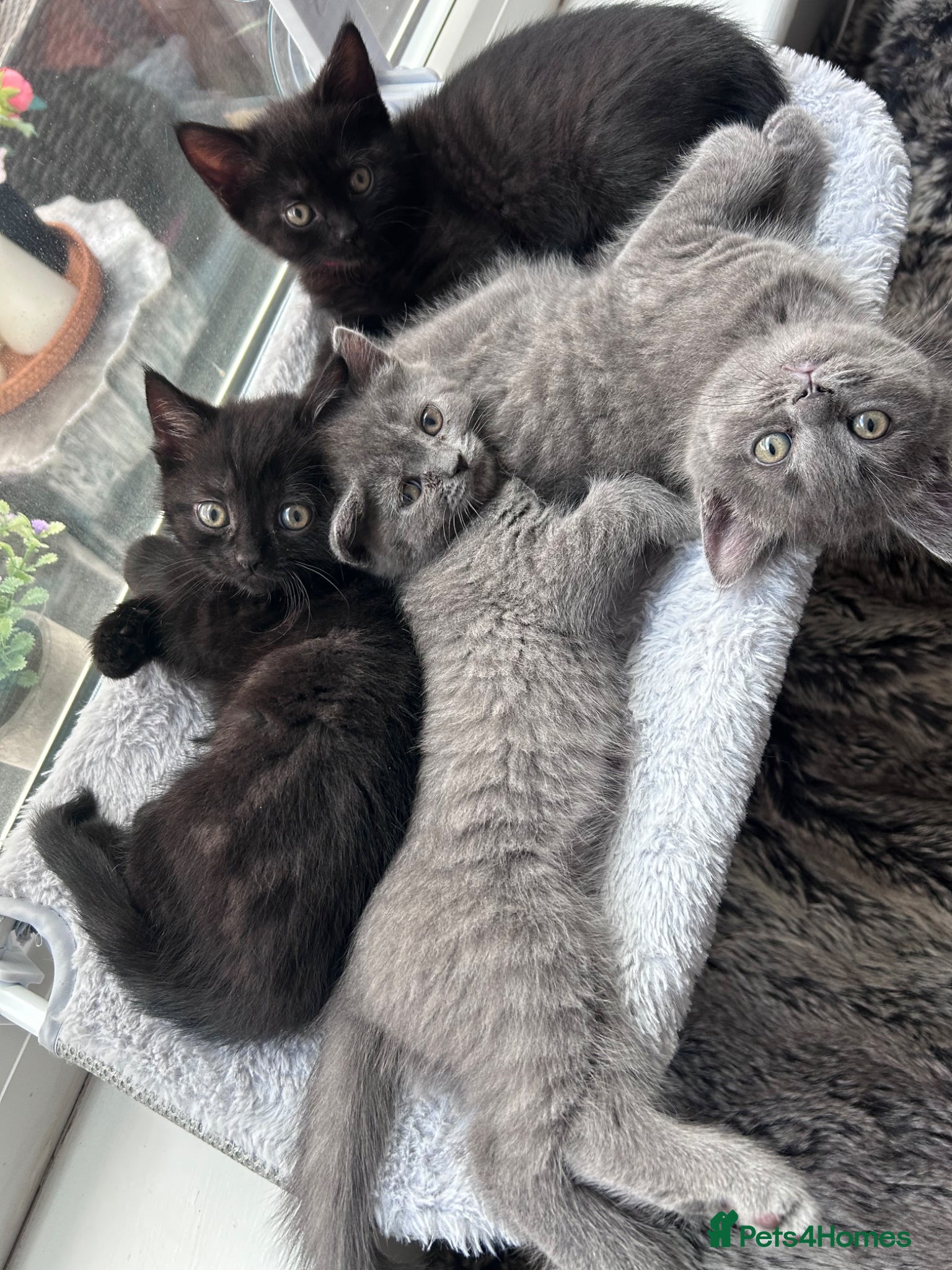 British Shorthair cats for sale: 5 British shorthair kittens  - Advert 5