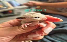 Sugar Glider rodents for sale: 4 baby sugar gliders ready 13th sept price each  - Image 28