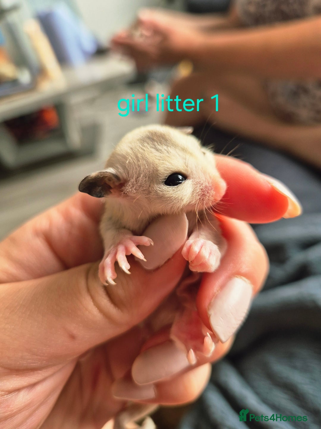 Sugar Glider rodents for sale: 4 baby sugar gliders ready 13th sept price each  - Image 28