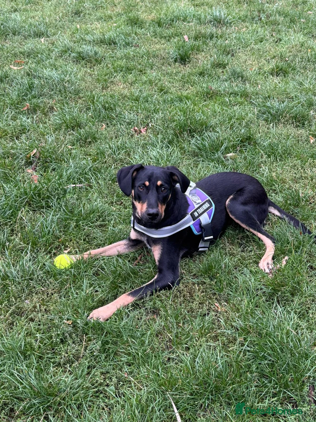 Mixed Breed dogs for adoption: Meet Lokum – Gentle Soul Doberman Mix - Advert 1