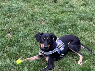 Mixed Breed dogs Meet Lokum – Gentle Soul Doberman / Rottweiler mix - Advert 18