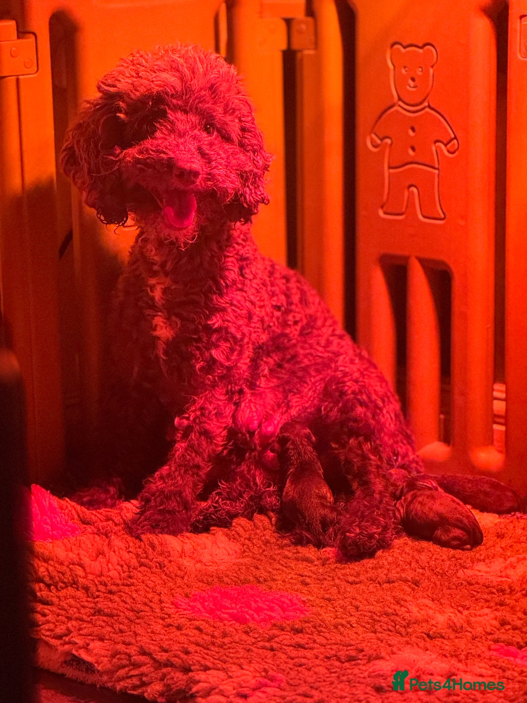 Cockapoo dogs for sale: 🤍 Beautiful F3 Multigen Cockapoo Puppies🤍 - Advert 24
