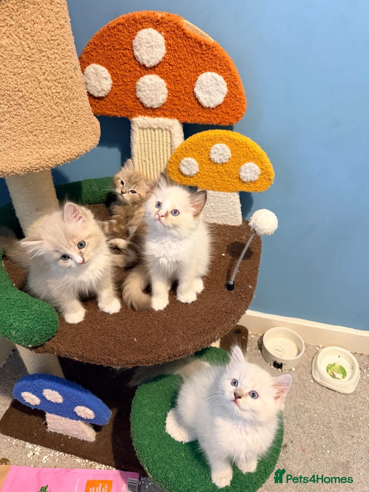 Ragdoll cats 4 tica reg ragdolls  - Advert 9