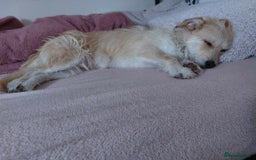 Mixed Breed dogs for adoption: Miss Luna - Image 4