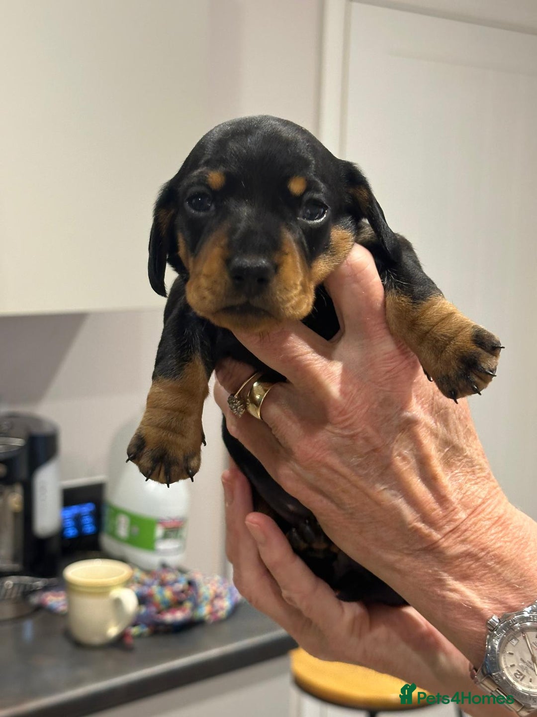 Miniature Dachshund dogs for sale: Miniature Kc registered dachshunds PRA clear  - Advert 5