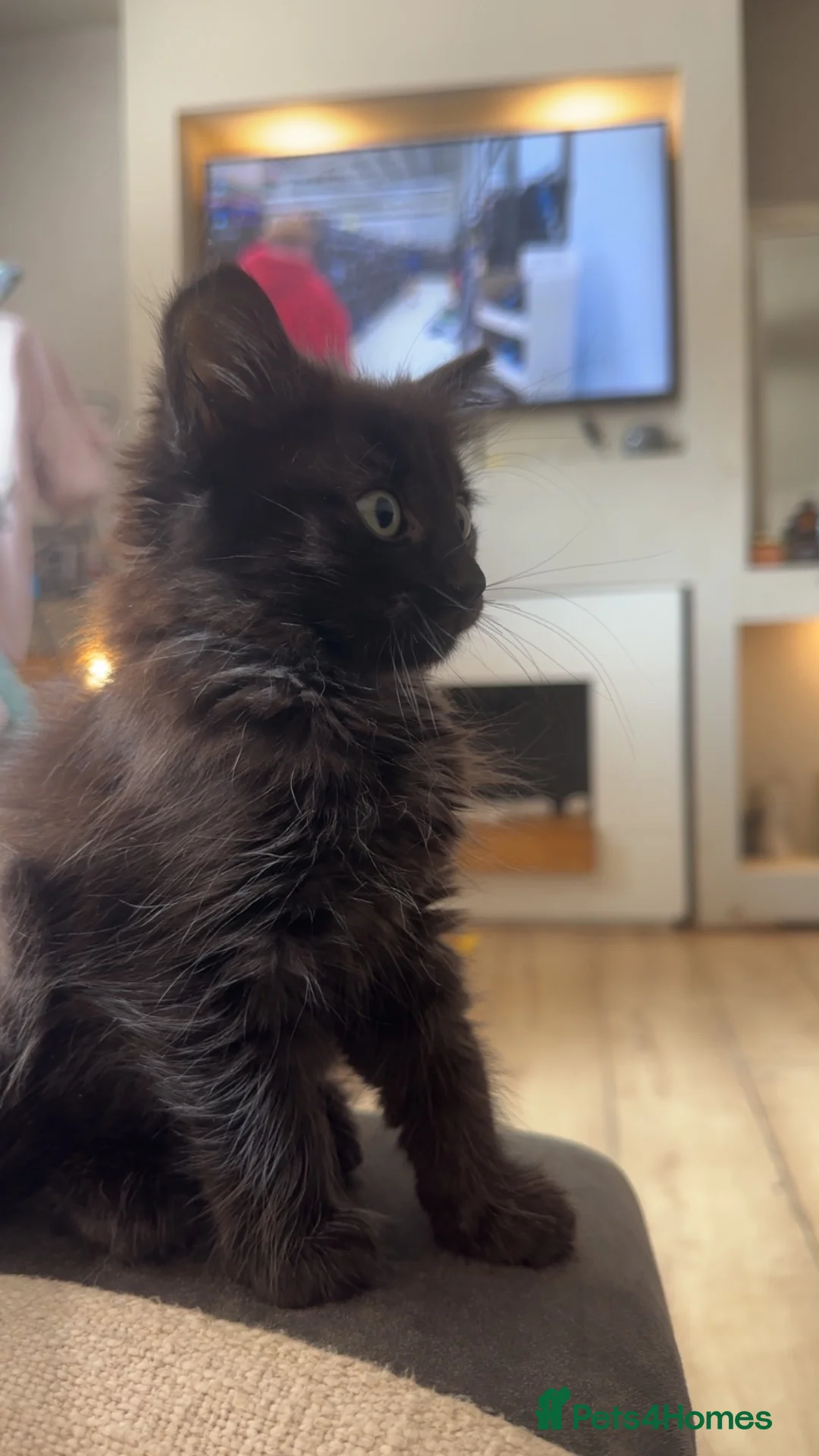 Mixed Breed cats for sale: 2 male kitten looking for forever homes  in Ashton-under-Lyne - Advert 7