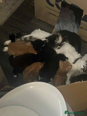 Mixed Breed cats - Advert 7