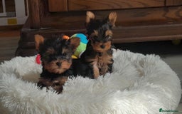 Yorkshire Terrier dogs for sale: Tiny Miniature Yorkshire Terrier puppies  - Image 1