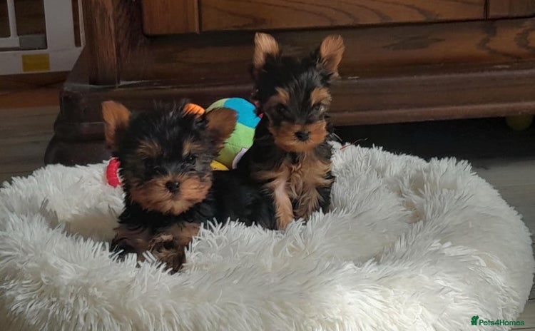 Yorkshire Terrier dogs - Advert 3