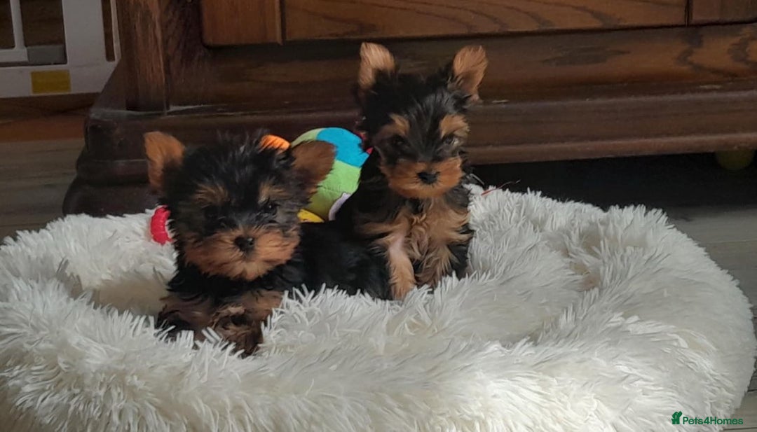 Yorkshire Terrier dogs for sale: Tiny Miniature Yorkshire Terrier puppies  - Image 1