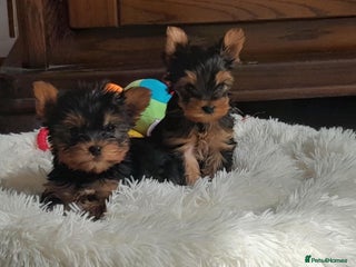 Yorkshire Terrier dogs - Advert 4