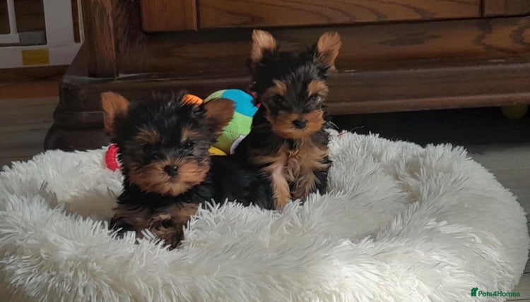 Yorkshire Terrier dogs - Advert 2